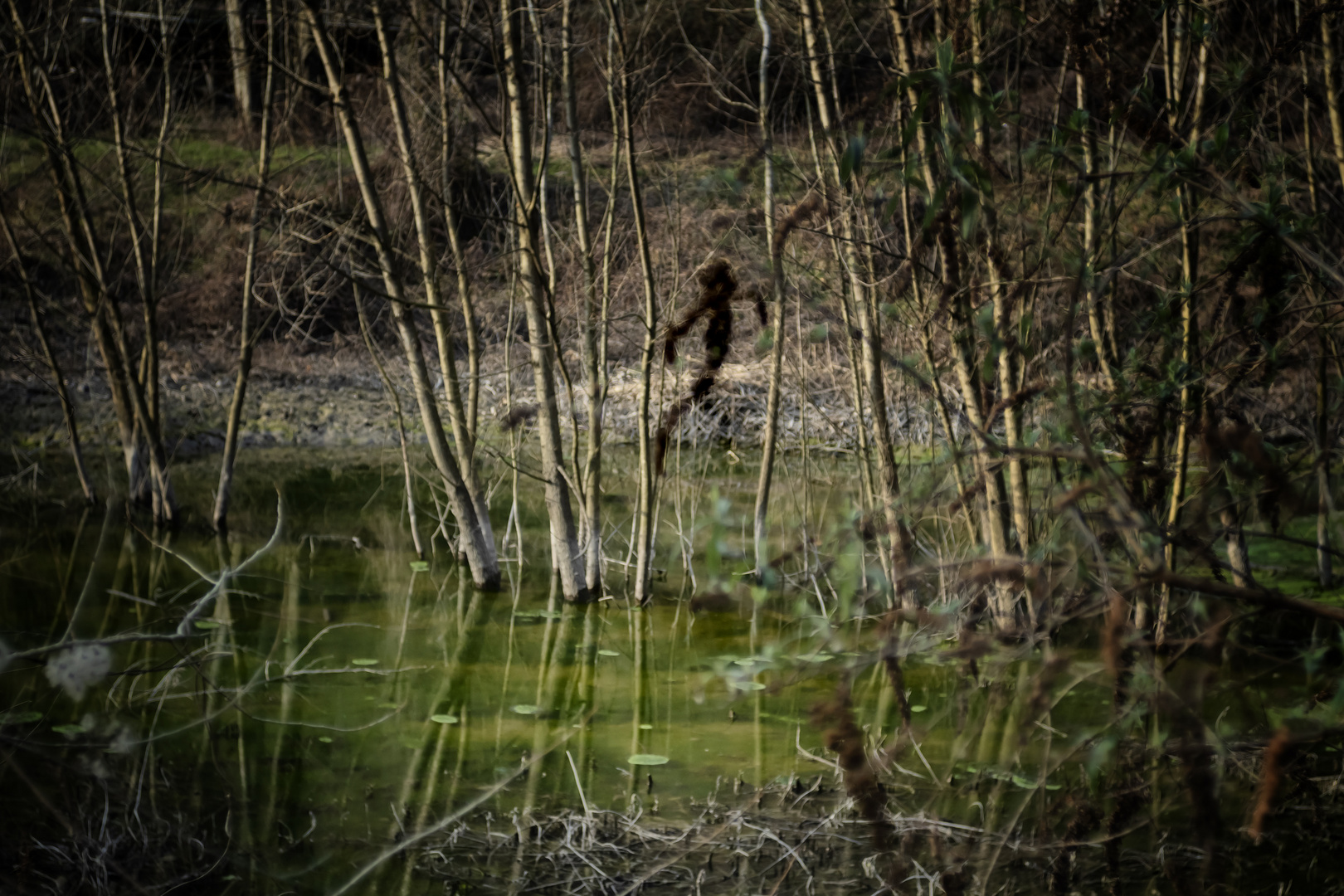 Presenza nel bosco