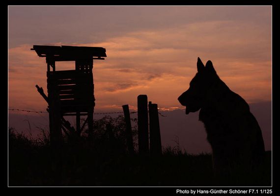 "Presley von Beluga" auf Nachtstreife