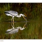 Naturalistica Birds