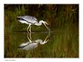 Naturalistica Birds