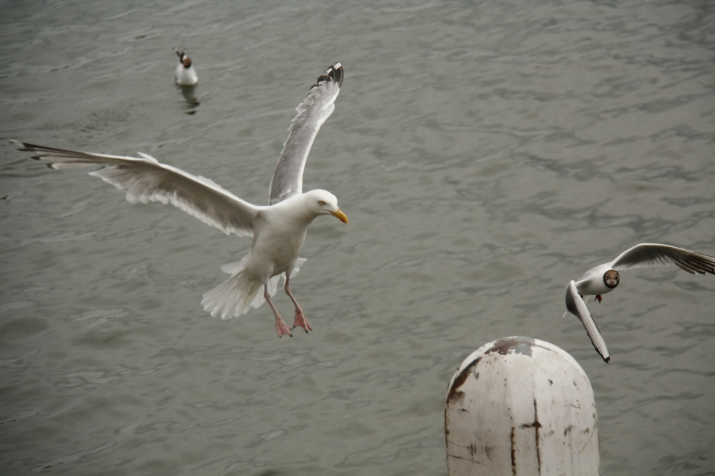 Preso al "Volo" !