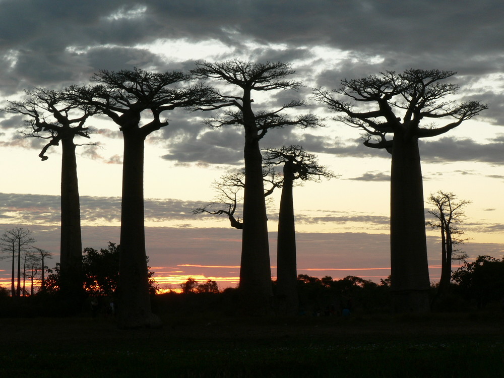 Presque nuit à Morondave (Madagascar) von vivemans 