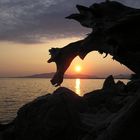 presqu'ile de giens vue de londe les maures à travers une souche de pin parasol