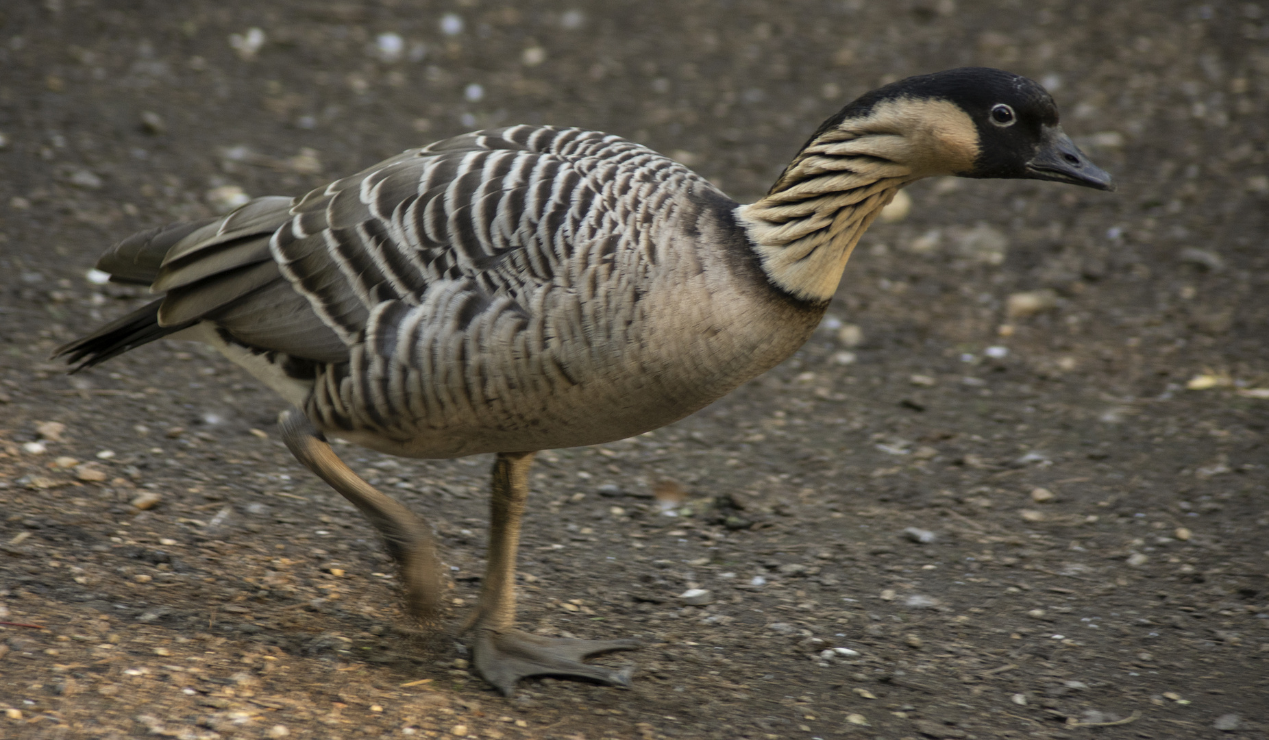 Pressée ! (Branta sandvicensis, bernache néné)