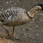 Pressée ! (Branta sandvicensis, bernache néné)