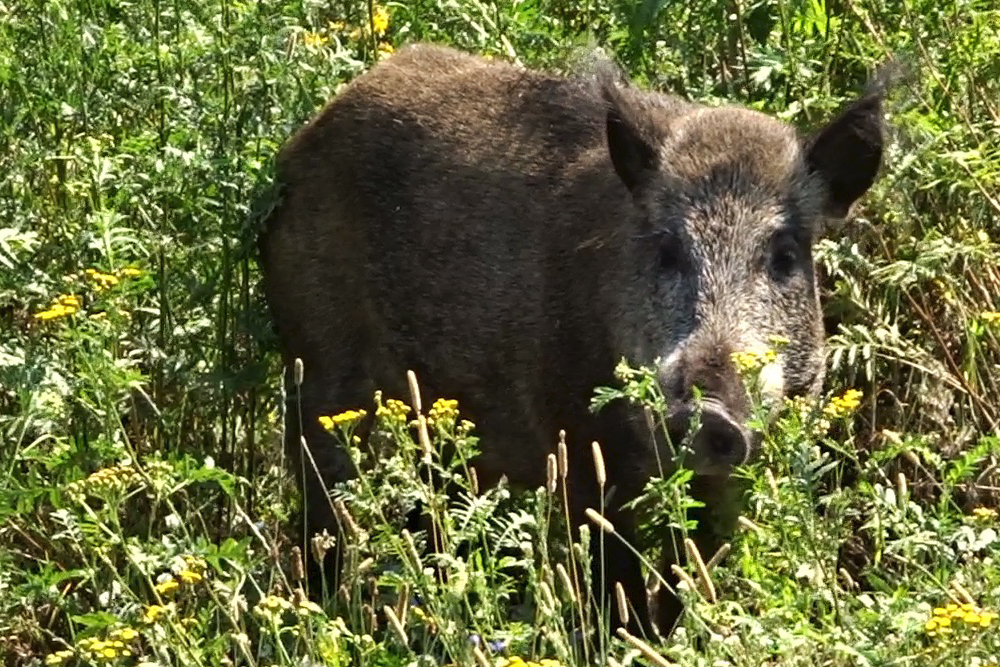 Pressefoto - Wildschwein am Teufelssee - Berlin - Fotograf Martin Fürstenberg - www.platyn.de