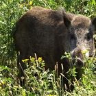 Pressefoto - Wildschwein am Teufelssee - Berlin - Fotograf Martin Fürstenberg - www.platyn.de