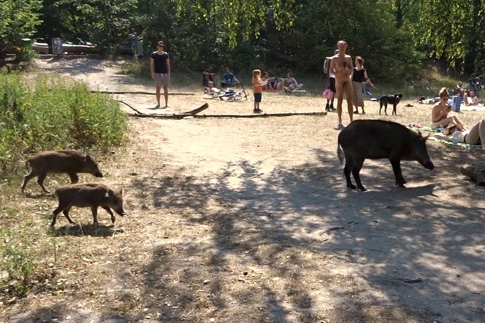 Pressefoto - Wildschweine am Teufelssee - Berlin - Fotograf Martin Fürstenberg - www.platyn.de