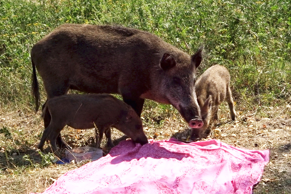 Pressefoto - Wildschweine am Teufelssee - Berlin - Fotograf Martin Fürstenberg - www.platyn.de