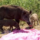 Pressefoto - Wildschweine am Teufelssee - Berlin - Fotograf Martin Fürstenberg - www.platyn.de