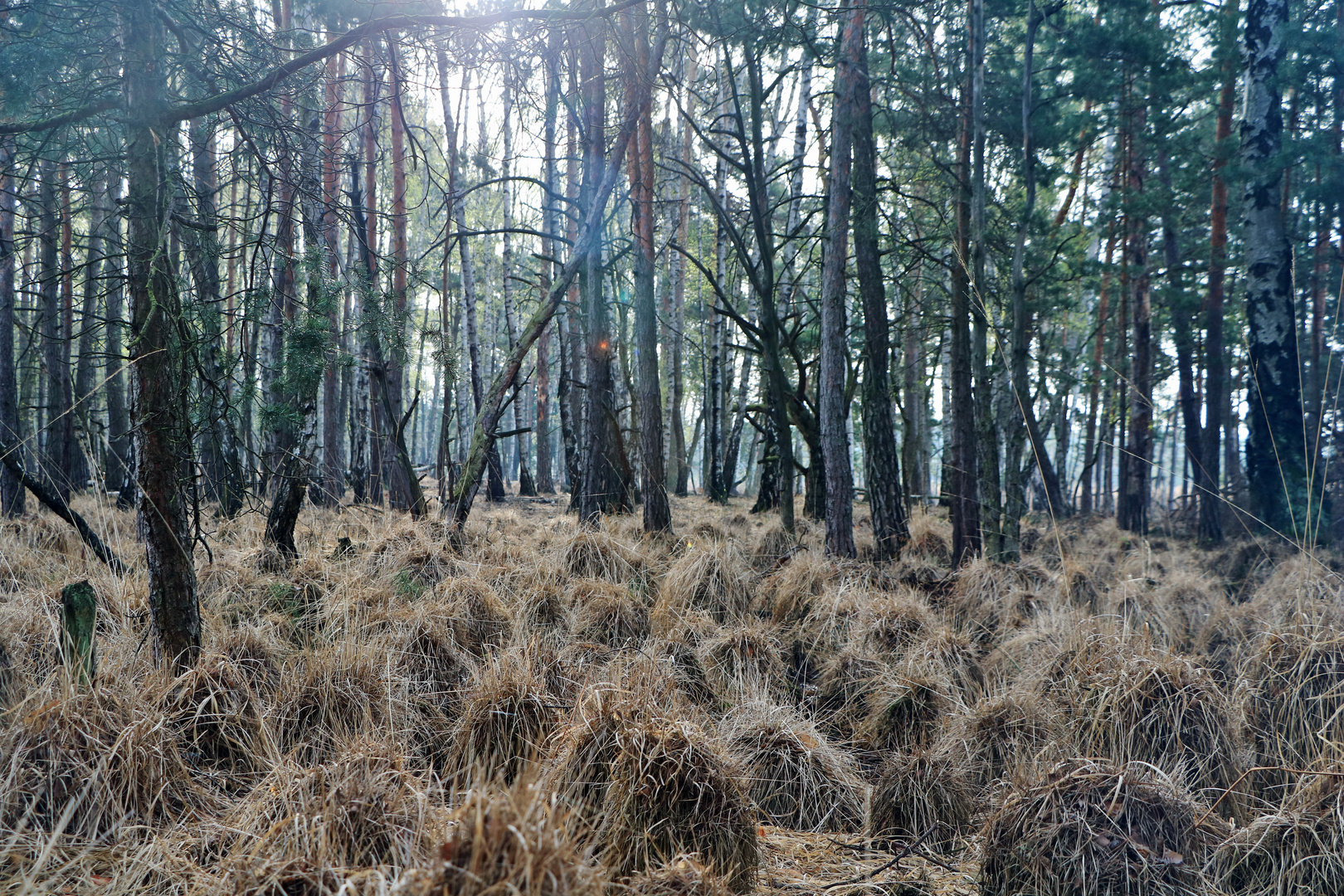 Presseler Heidewald- und Moorgebiet