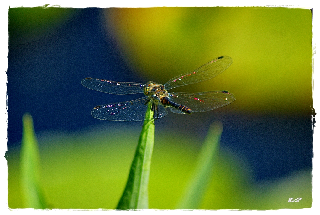 Pretiosen-Libelle