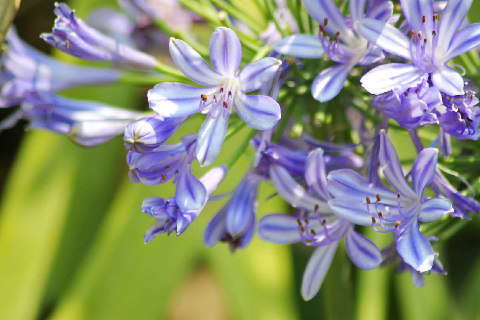 pretty blue