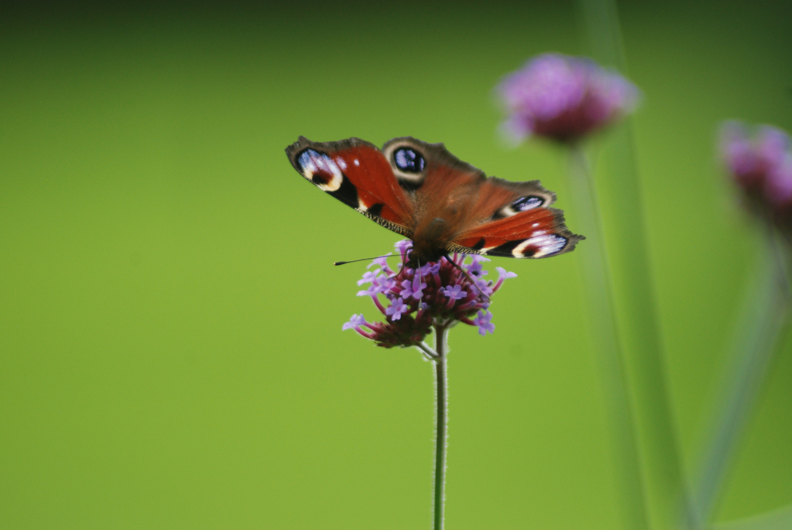 Pretty Butterfly