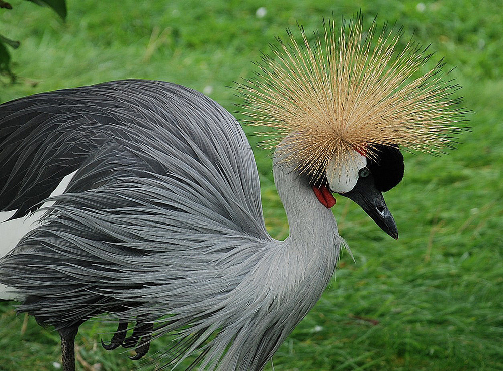 Pretty Crane.