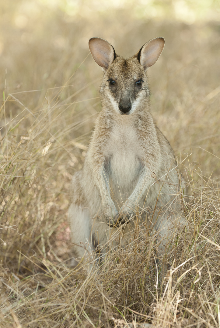 Pretty-face Wallaby