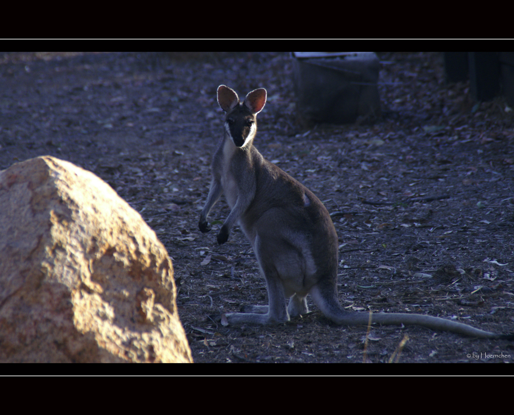 Pretty-faced Wallaby