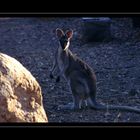 Pretty-faced Wallaby