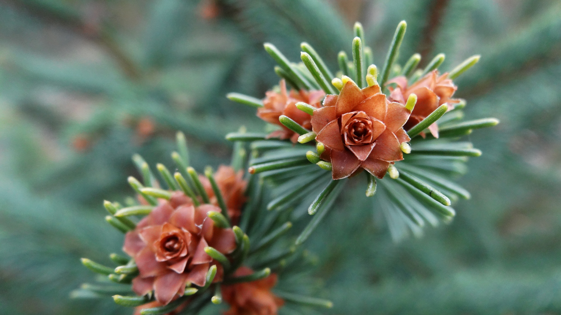 Pretty Fir Flower!