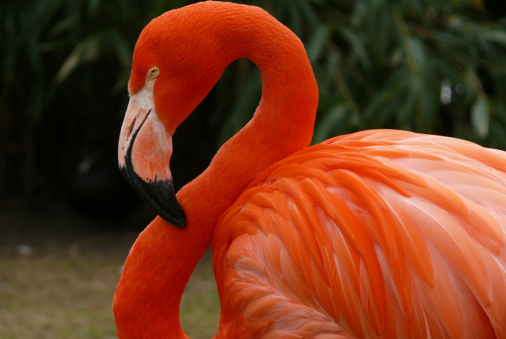 Pretty Flamingo