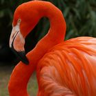 Pretty Flamingo