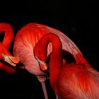 Pretty Flamingo 2