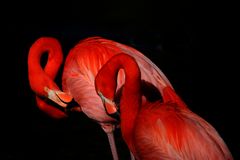 Pretty Flamingo 2