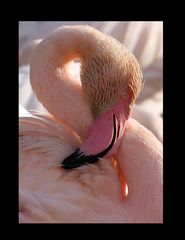 pretty flamingo