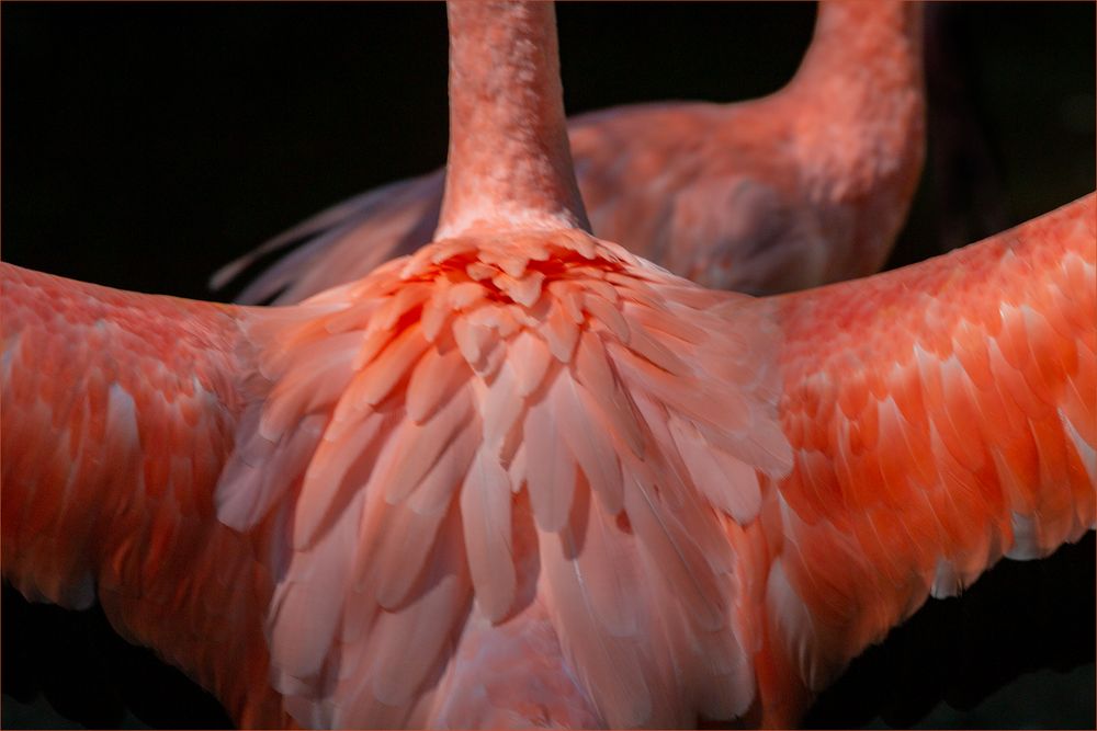 Pretty Flamingo