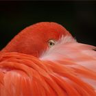 ...pretty flamingo...