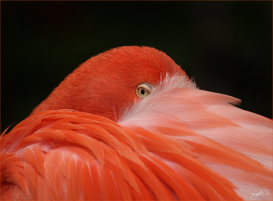 ...pretty flamingo...