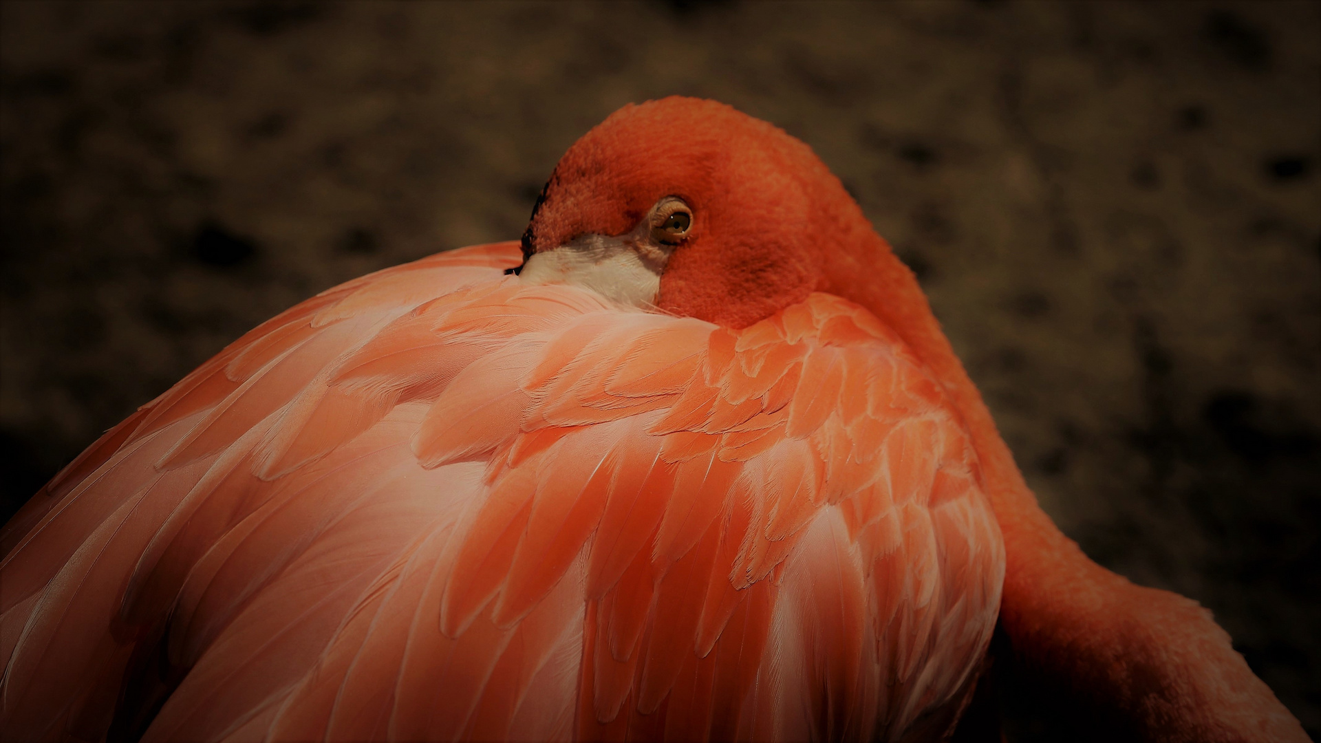 Pretty Flamingo