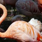 Pretty Flamingo