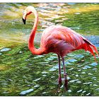 Pretty Flamingo