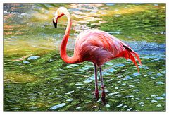 Pretty Flamingo