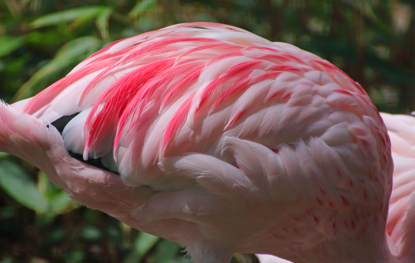 Pretty Flamingo