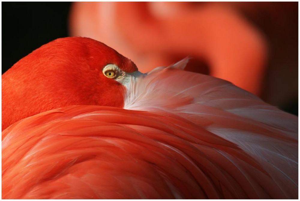 pretty flamingo