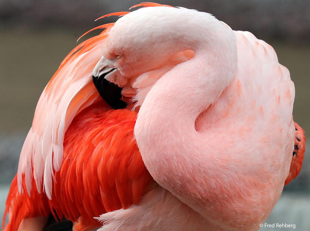 Pretty Flamingo