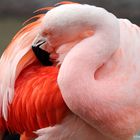 Pretty Flamingo