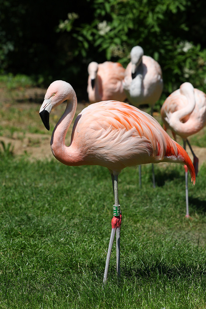 Pretty Flamingo