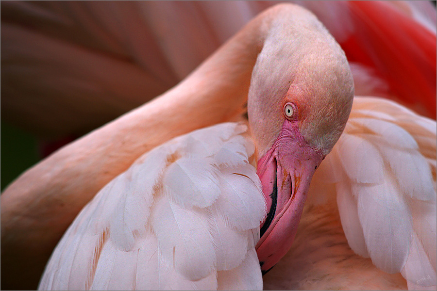 Pretty Flamingo