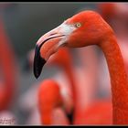 Pretty Flamingo