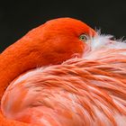 Pretty Flamingo