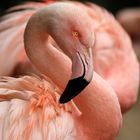 Pretty Flamingo