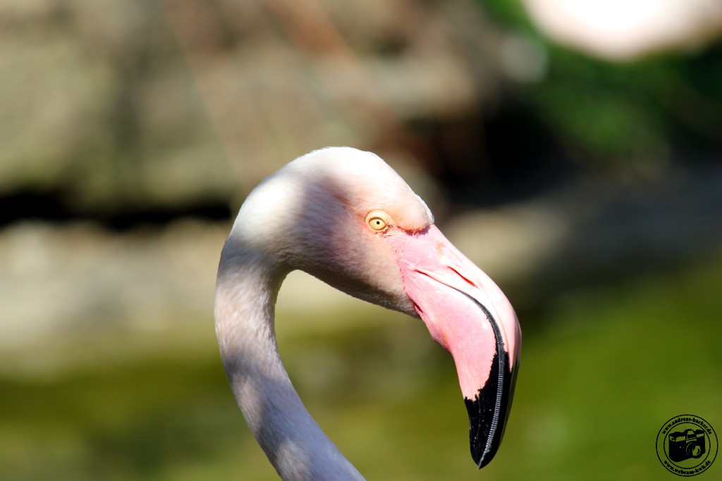 Pretty Flamingo