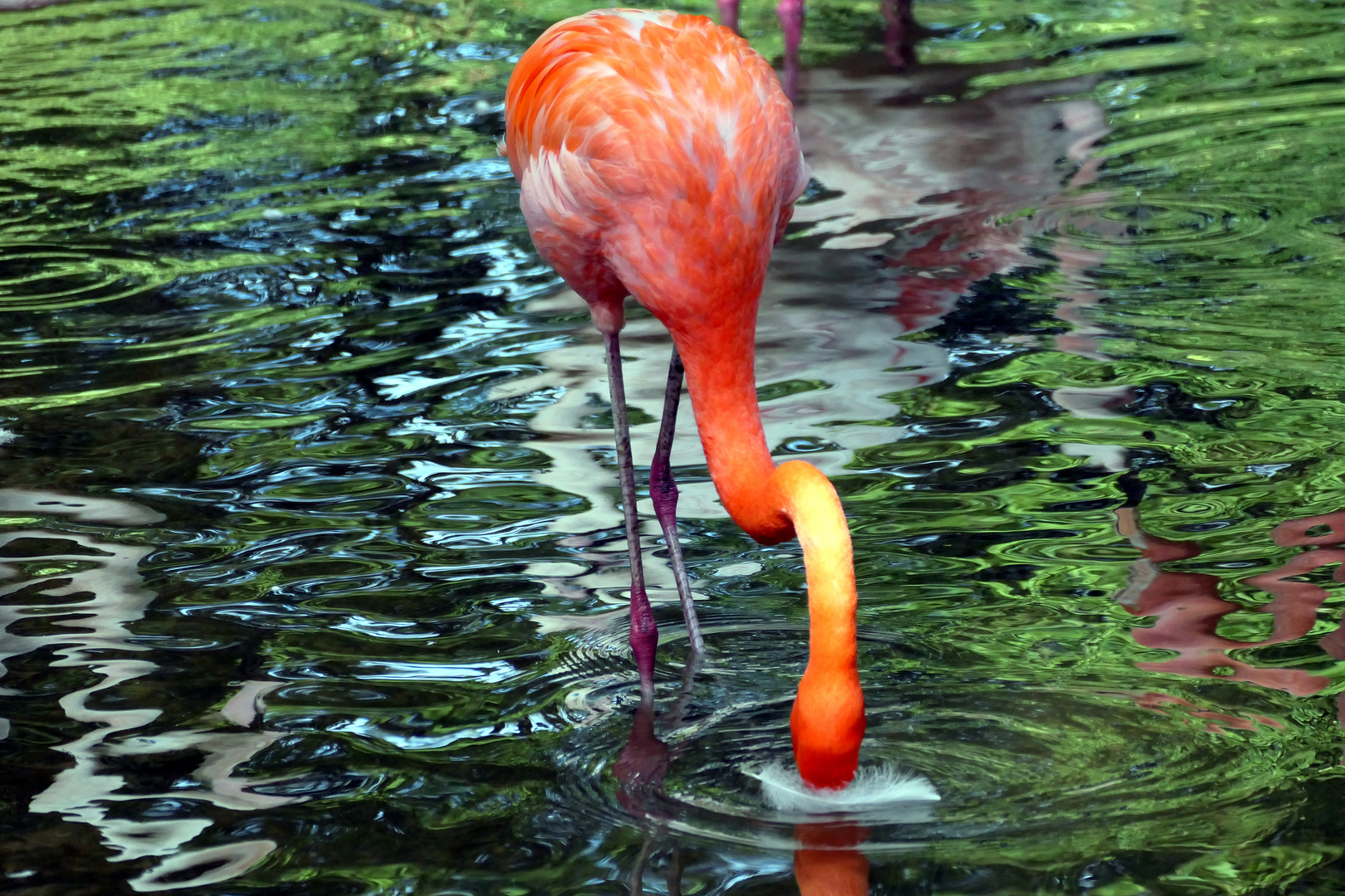 Pretty Flamingo