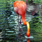 Pretty Flamingo