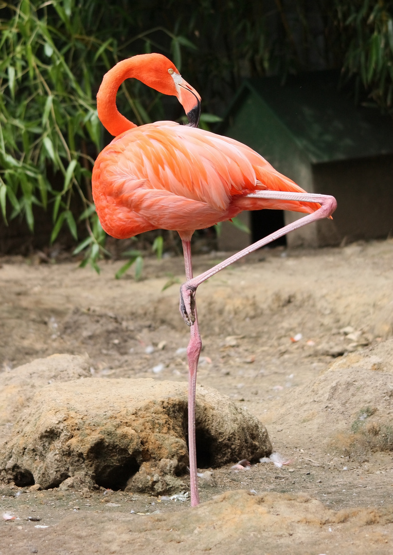 Pretty Flamingo