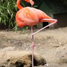 Pretty Flamingo