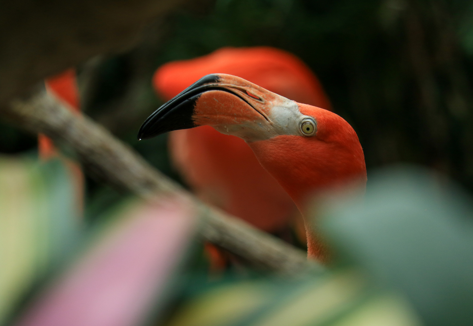 Pretty Flamingo